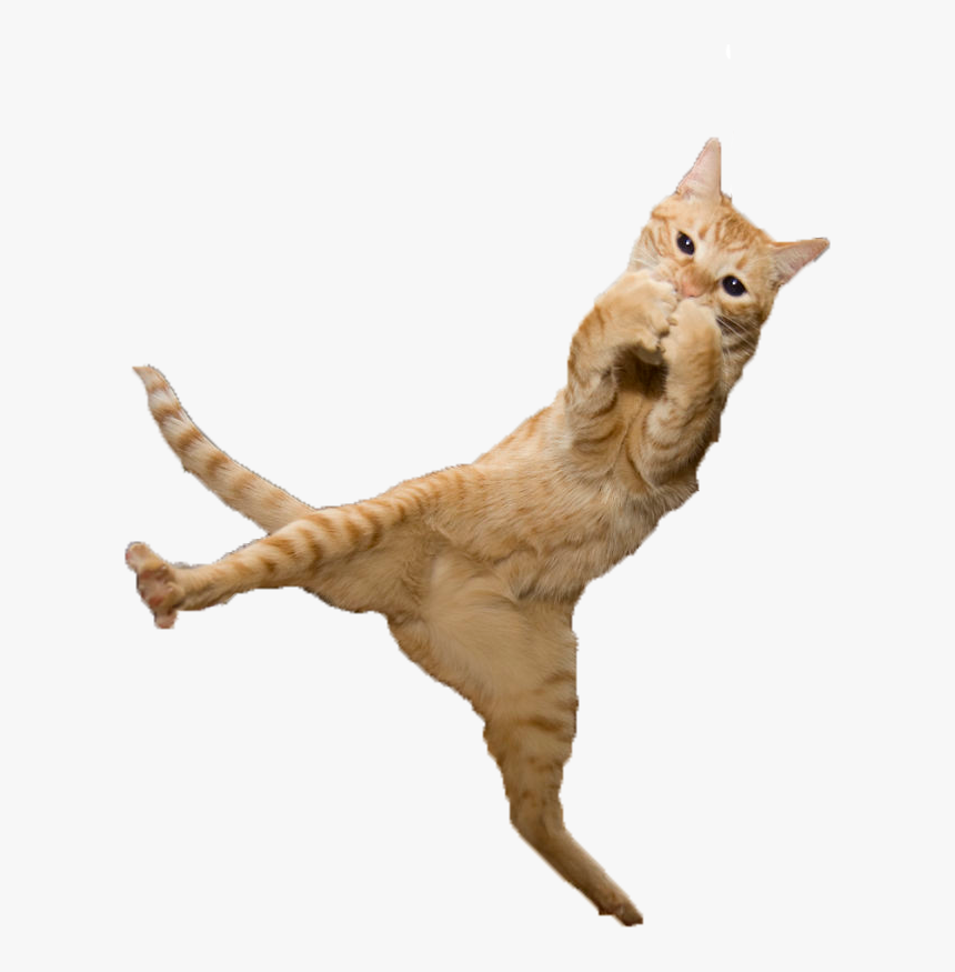 Jumping Cat Png - Cat Jumping Transparent Background, Png Download
