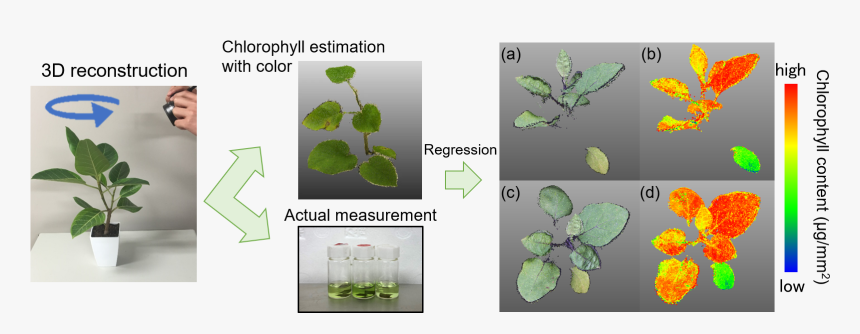 Aquatic Plant, HD Png Download