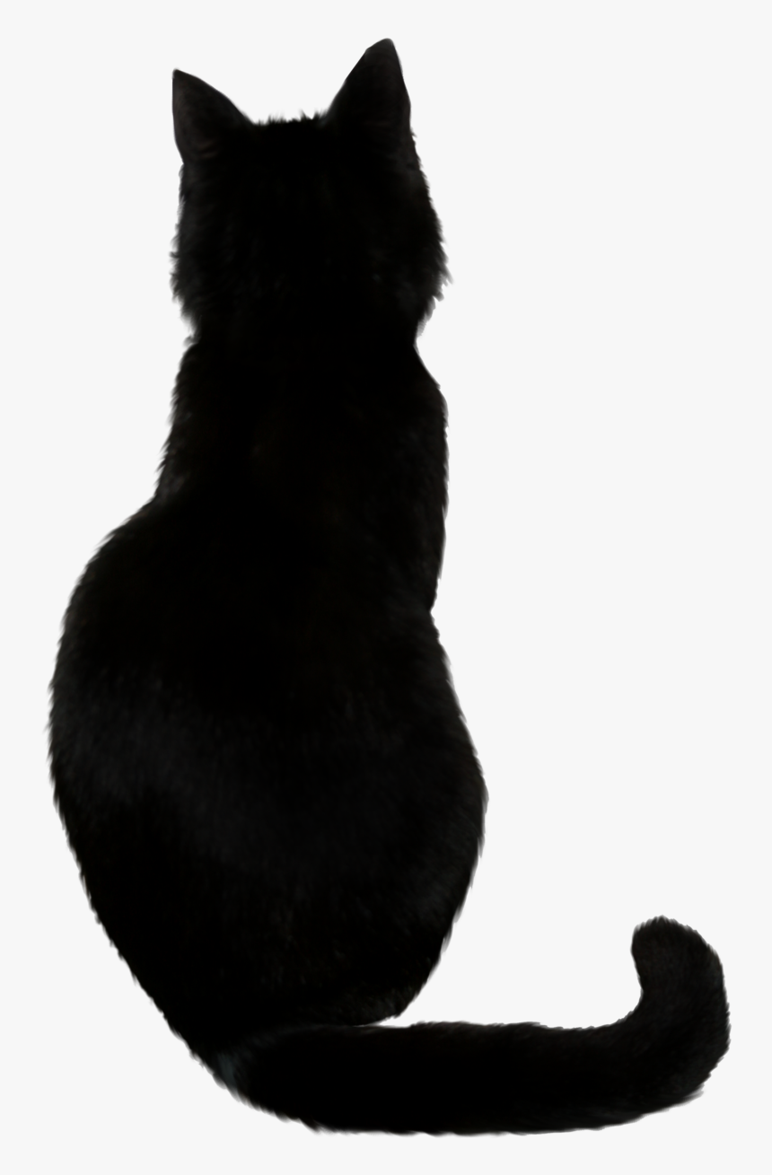 Cat - Black Cat Png, Transparent Png