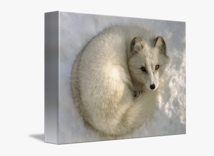 Arctic Fox Art, HD Png Download