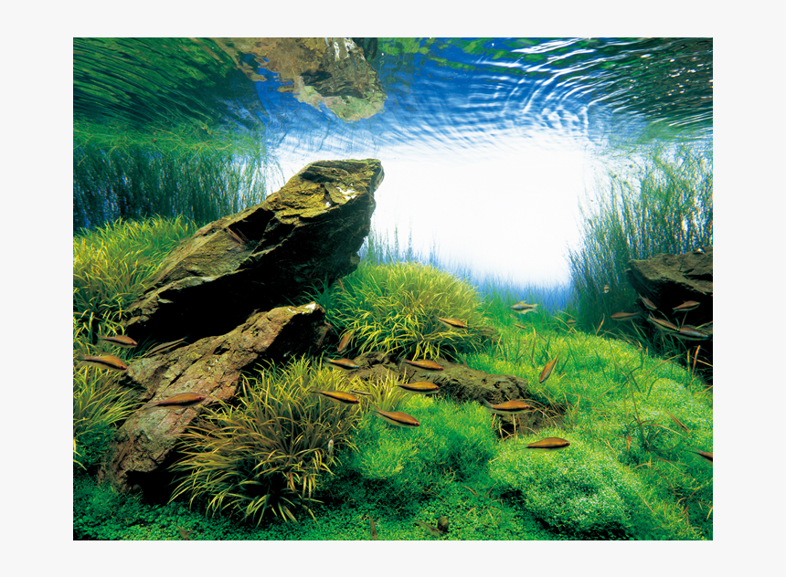 Nature Aquarium Amano, HD Png Download