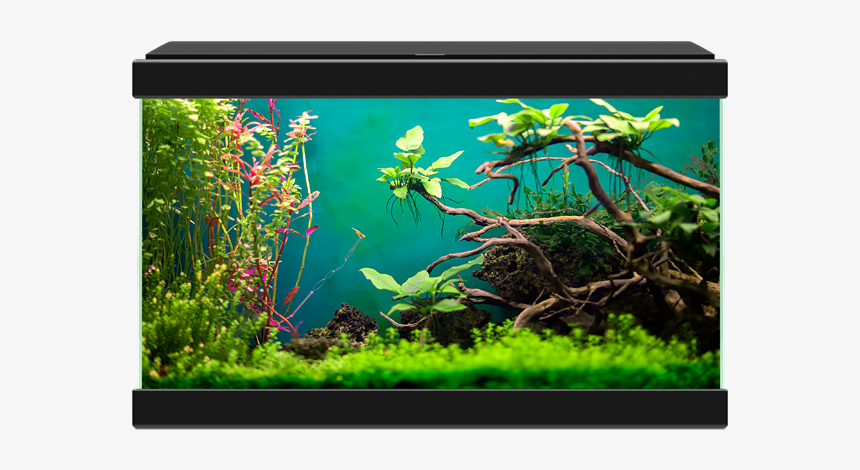 Png Aquiriam, Transparent Png
