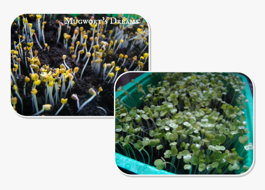 Underwater, HD Png Download