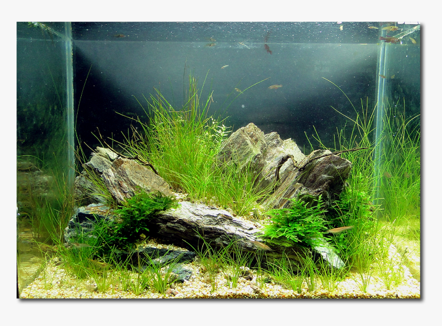 Aquarium Waterproof Led Lights, HD Png Download