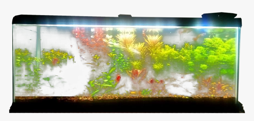 Planted Aquarium - Fish Tank Transparent Background, HD Png Download