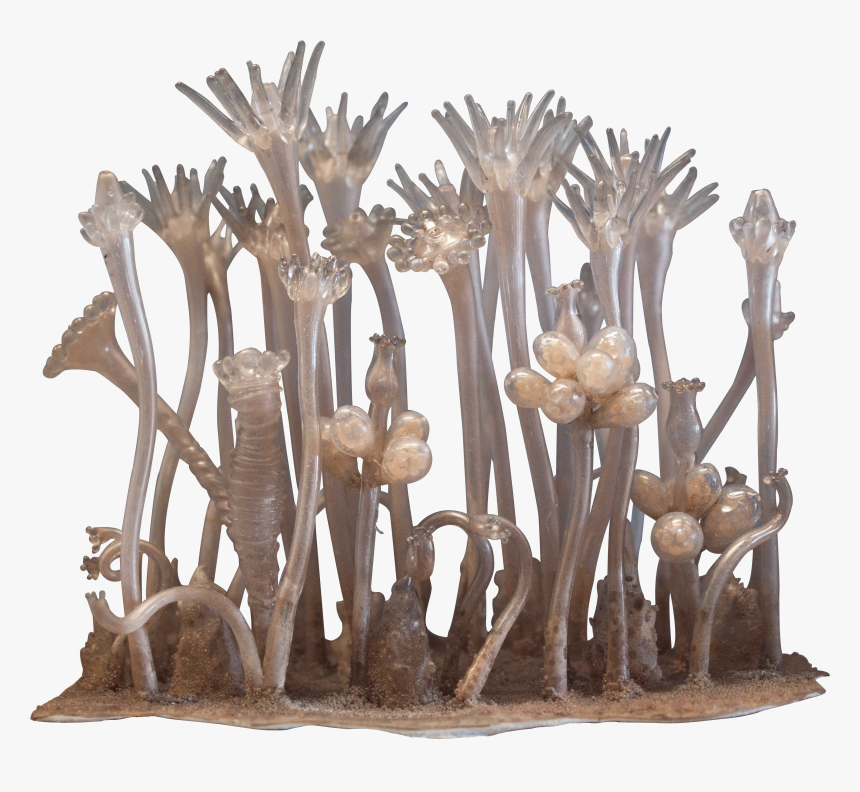 Wood, HD Png Download