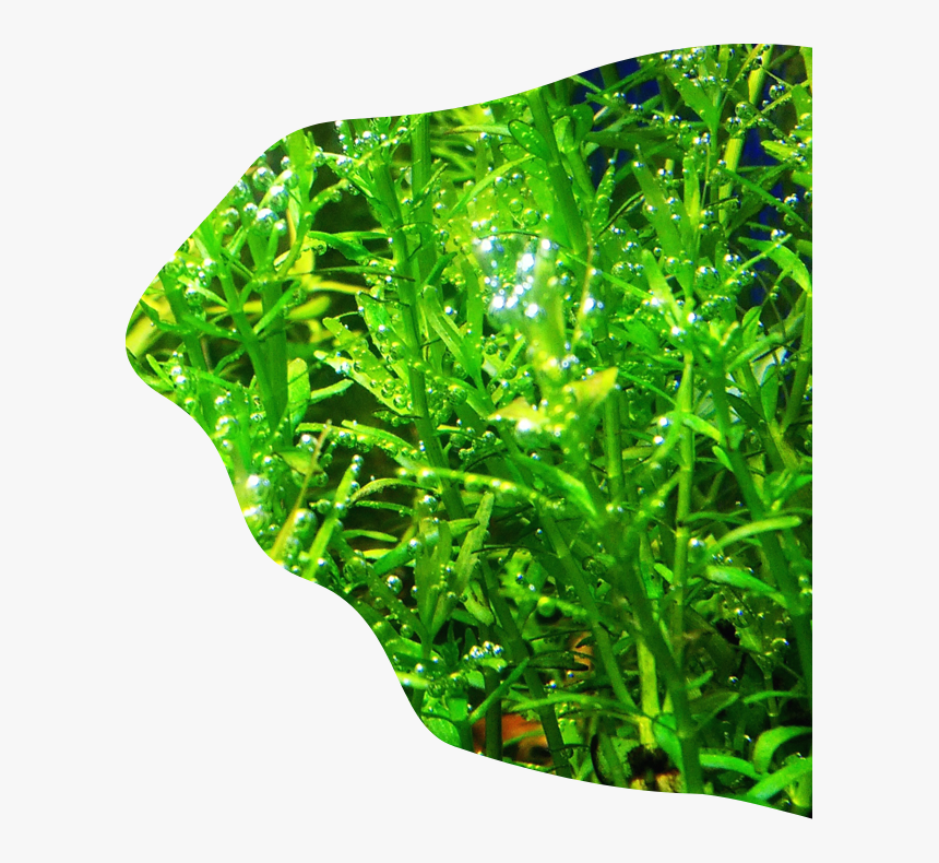 Freshwater Aquarium, HD Png Download