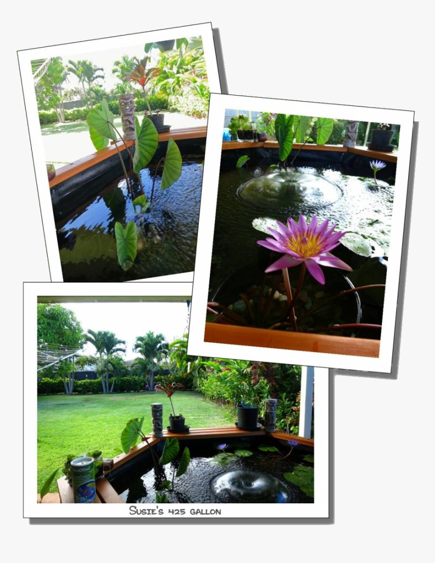 Susie 425 Gal 3 1410206463 Large - Water Lily, HD Png Download