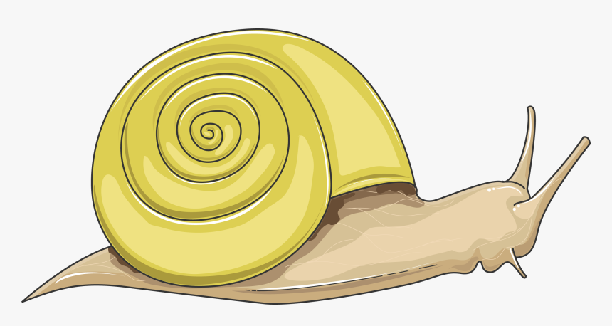 Transparent Caracol Png - Portable Network Graphics, Png Download