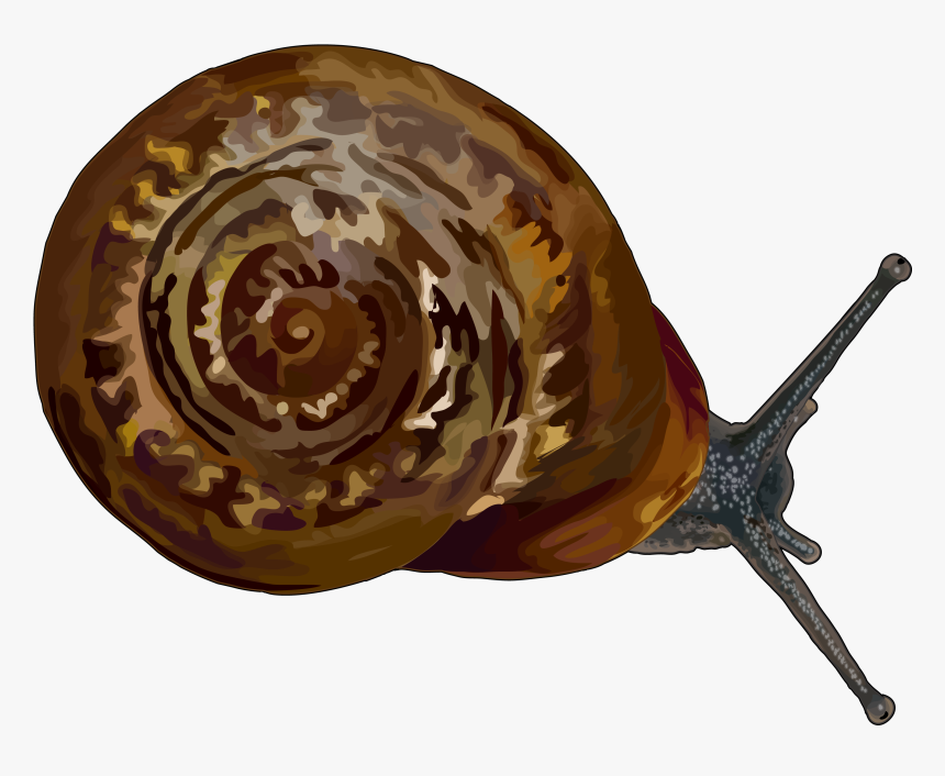 Caracol Canarias, HD Png Download