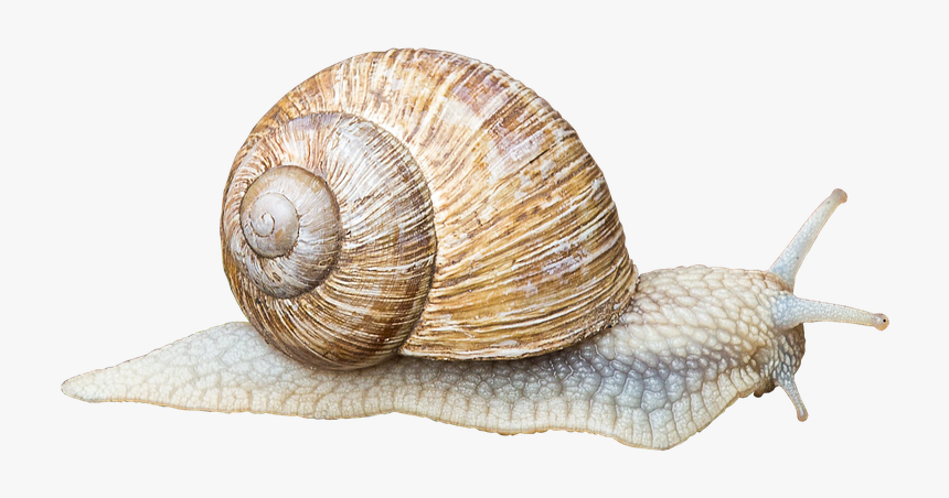Caracol, Cáscara, Poco A Poco, Rastreo, Animales, Moco - Bild Schnecke, HD Png Download