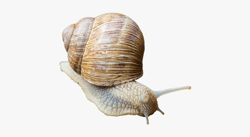 Caracol, Cáscara, Poco A Poco, Rastreo, Animales, Moco - Gambar Bekicot Png, Transparent Png
