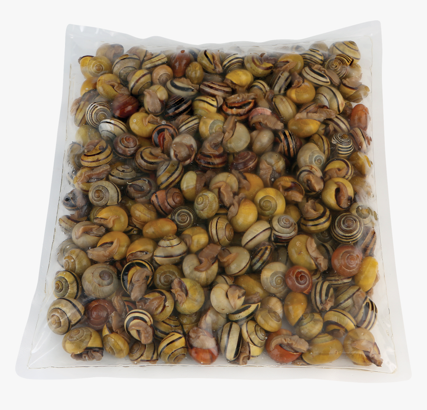 Milk Snail - Cockle - Cockle, HD Png Download