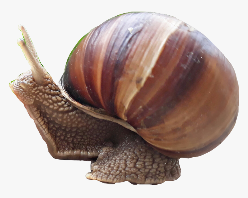 #snail #caracol - Lymnaeidae, HD Png Download