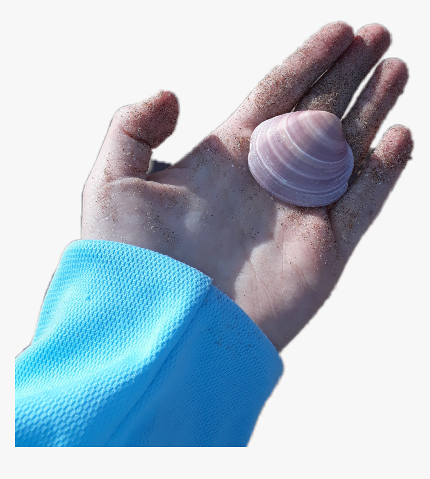 #caracol #caracola #playa #beach #mar #ocean #summer - Shell, HD Png Download
