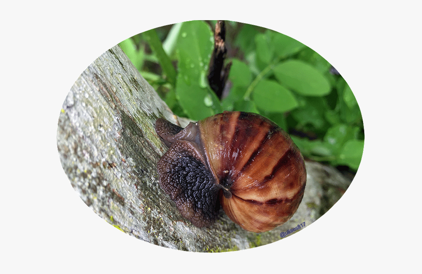 Caracol Africano 2 - Snail, HD Png Download