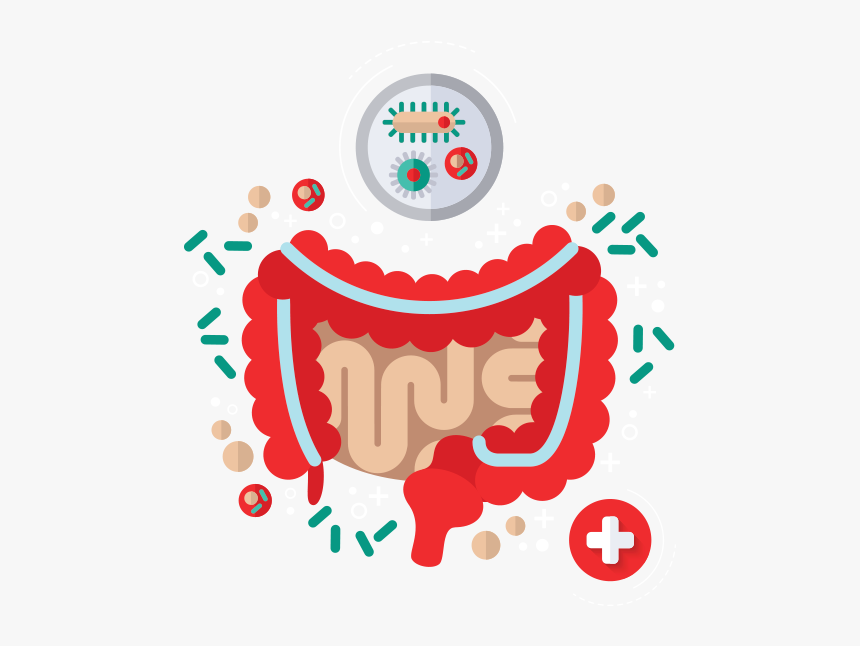 Gut Probiotic, HD Png Download