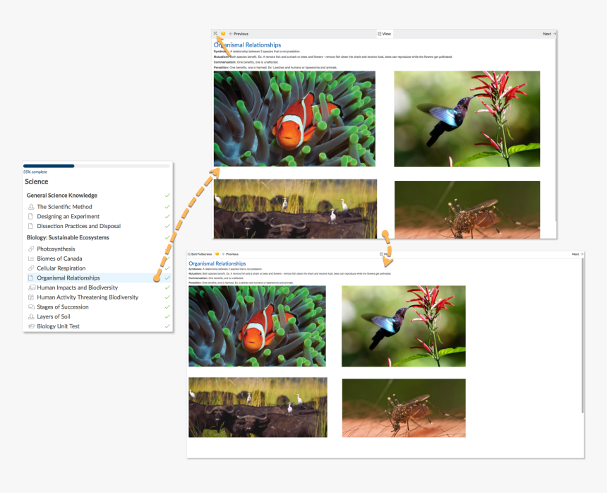 Hummingbirds And Ornithophilous Flowers, HD Png Download