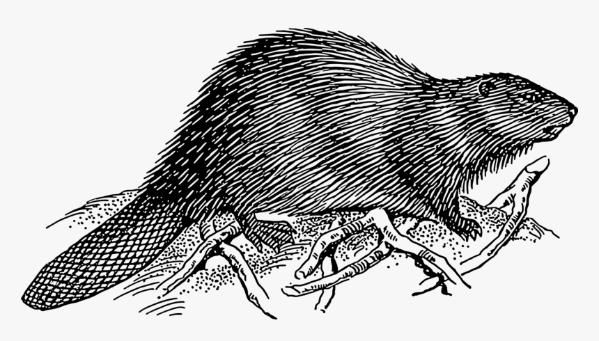 Art,monochrome Photography,carnivoran - Beaver And Dam Drawing, HD Png Download