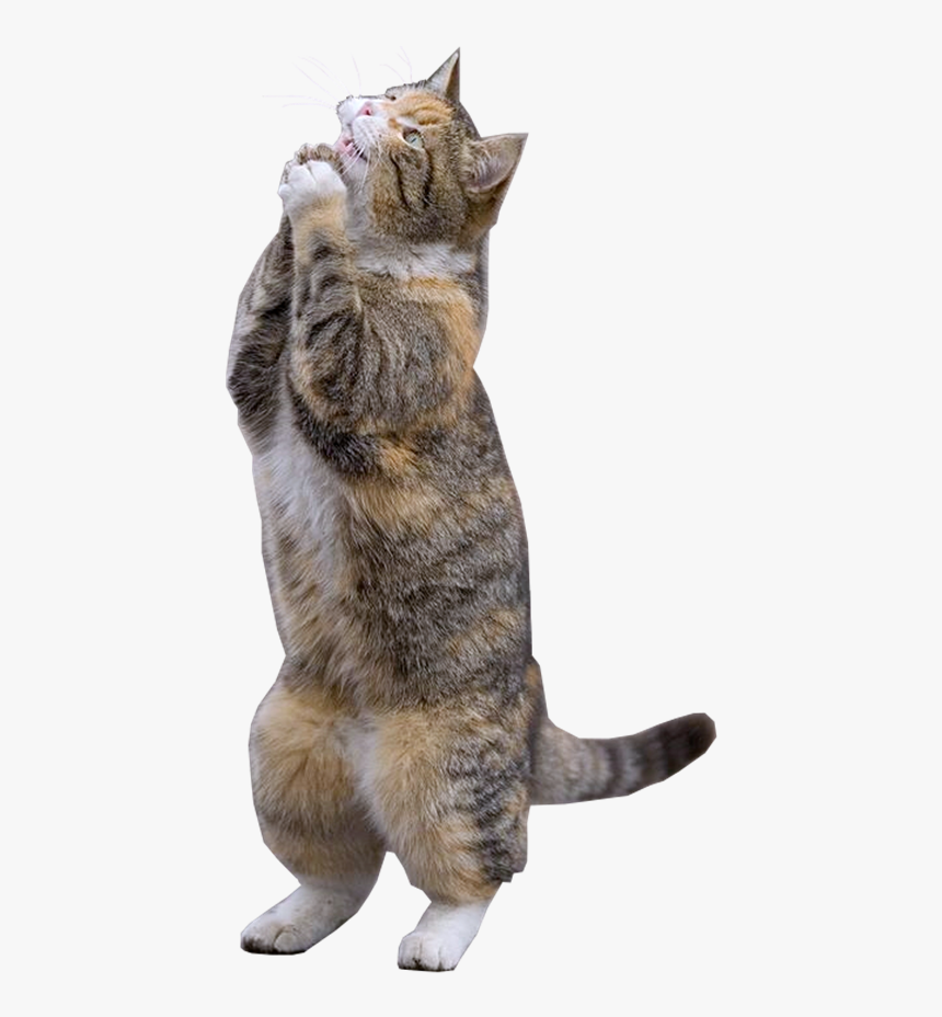 Clip Art Gato Assustado - Pleading Cat, HD Png Download