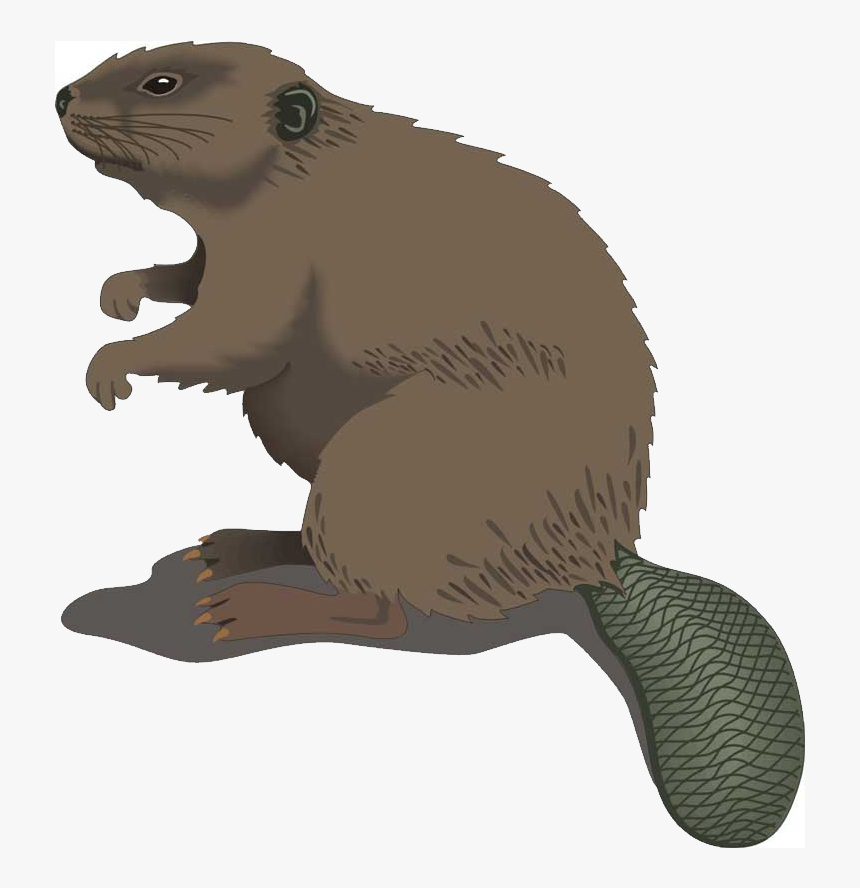 American Beaver Diet Png - Beaver Clip Art, Transparent Png