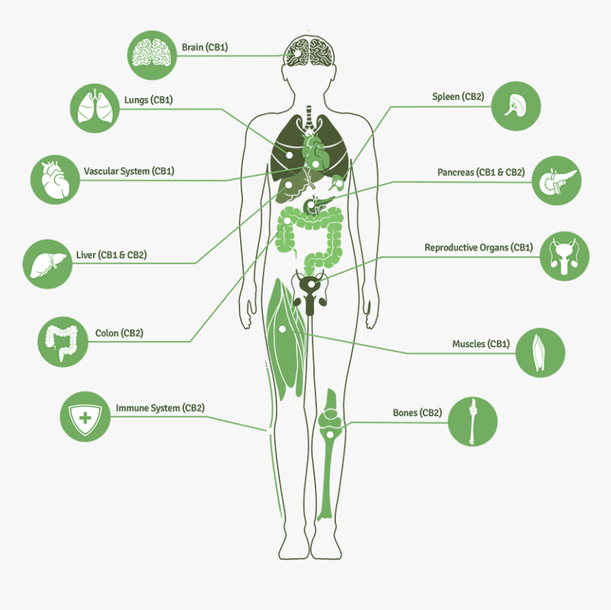 Image For Mike Hennesy S Linkedin Activity Called Great - Endocannabinoid System, HD Png Download