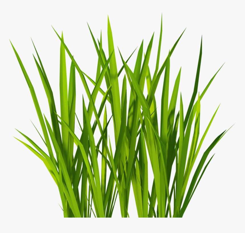Texture Mapping Lawn Clip Art - Wheat Grass Transparent Background, HD Png Download