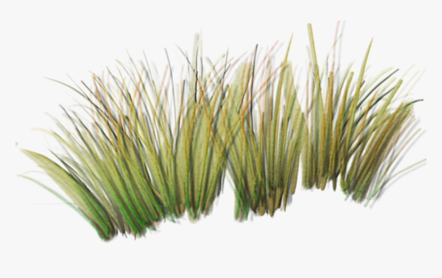 Tall Grass Png Index Of /sid/aw/textures/foliage - Transparent Grass Png Texture, Png Download