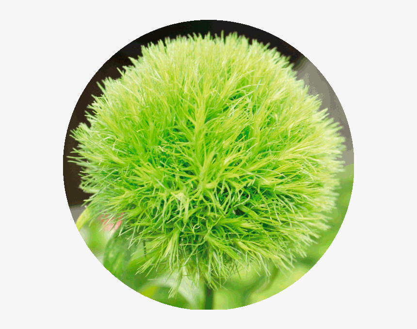 Green Sun Ball Flower, HD Png Download
