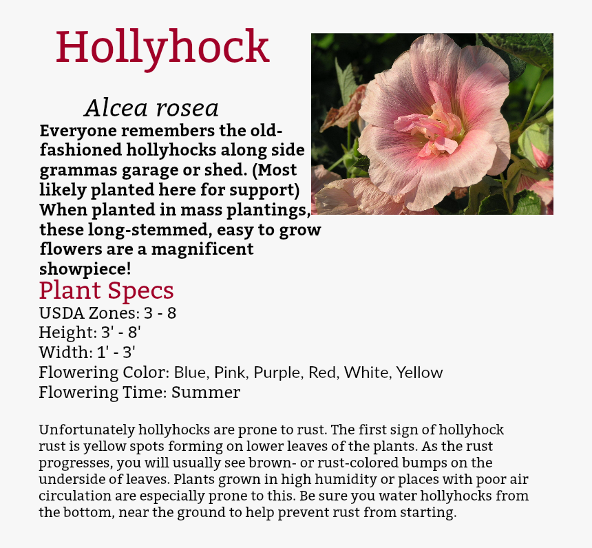 Chinese Hibiscus, HD Png Download