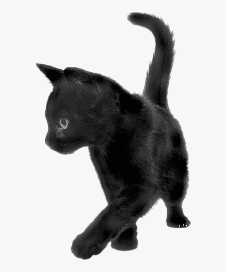 Playing Black Cat - Black Kitten Transparent Background, HD Png Download