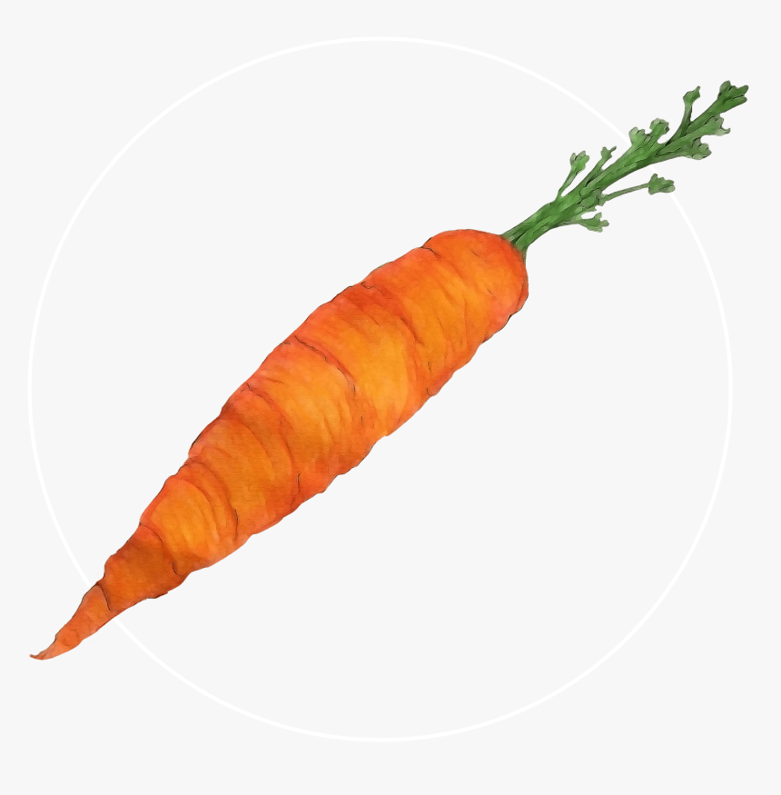 Attribute Motif Carrot White - Baby Carrot, HD Png Download