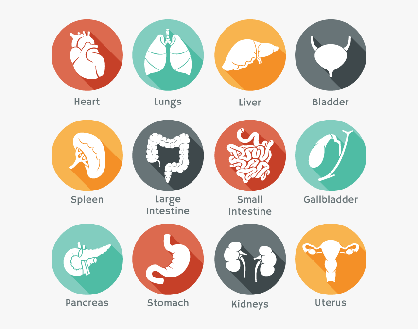 Internal Body Parts In Chinese, HD Png Download