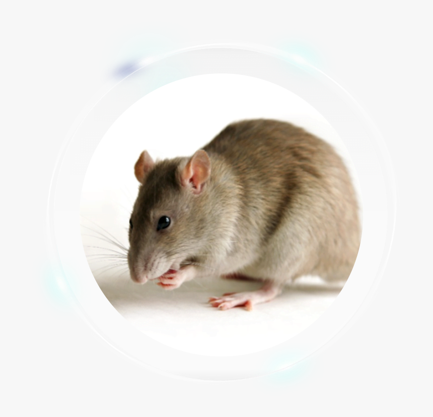Gerbil - Transgenic Rat, HD Png Download
