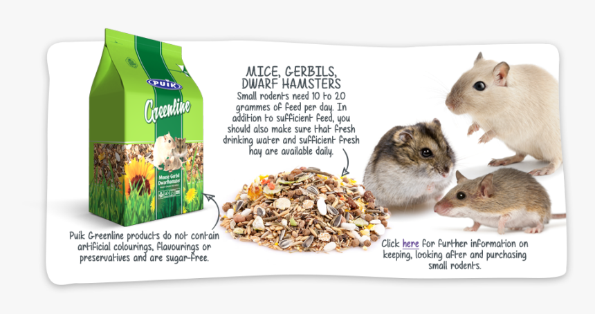 Rat, HD Png Download