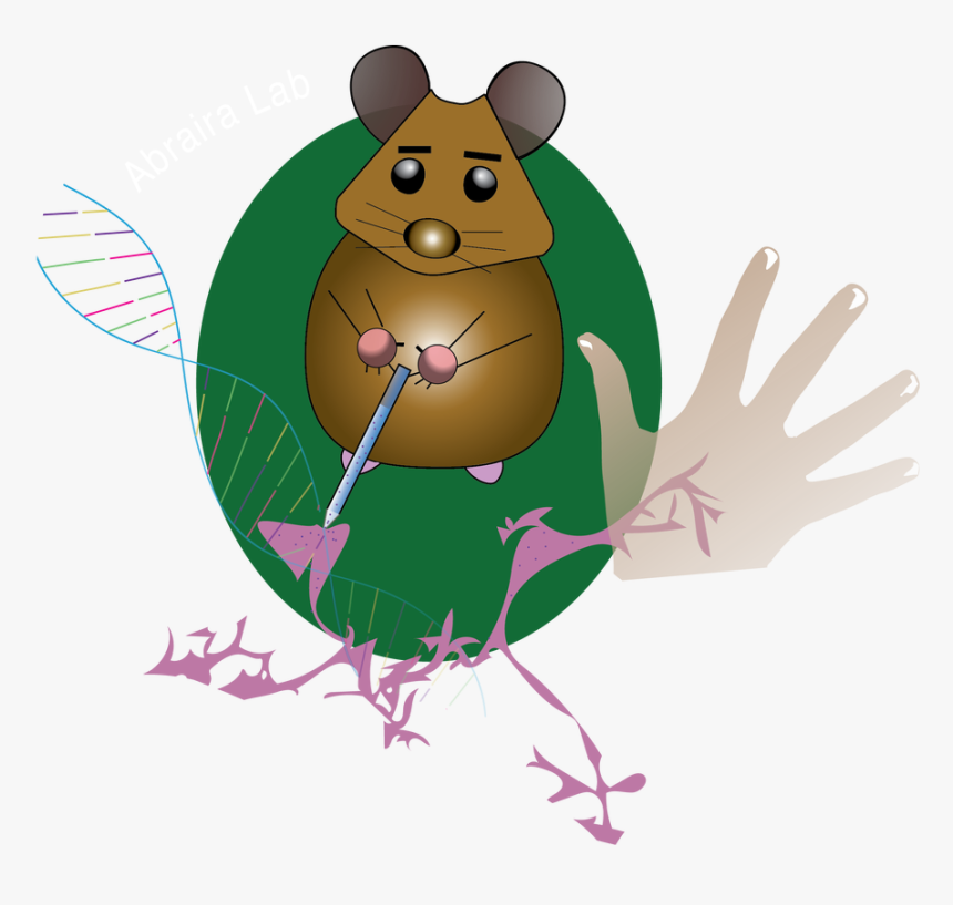 Picture - Mouse, HD Png Download