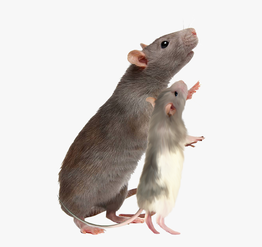 Frozen Rat Pet Store, HD Png Download