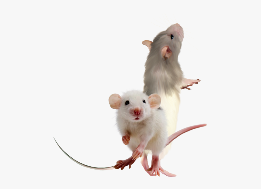 Feeder Mouse, HD Png Download