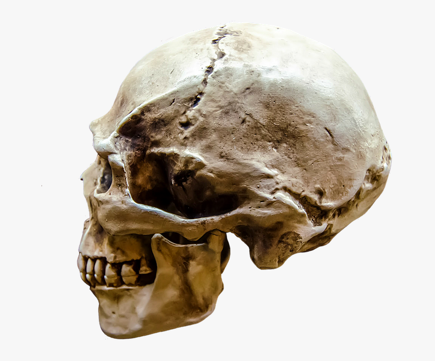 Representation, Gloomy, Body, Bone, Brain, Dark, Dead - Human Skull Profile View, HD Png Download