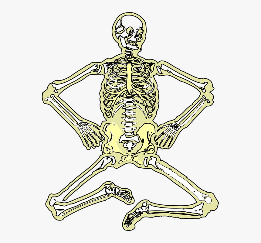 Skeleton, Dead, Bones, Skull, Human, Medicine - Human Skeleton, HD Png Download