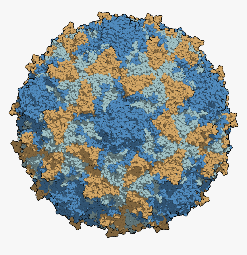 Virus De La Poliomielitis, HD Png Download