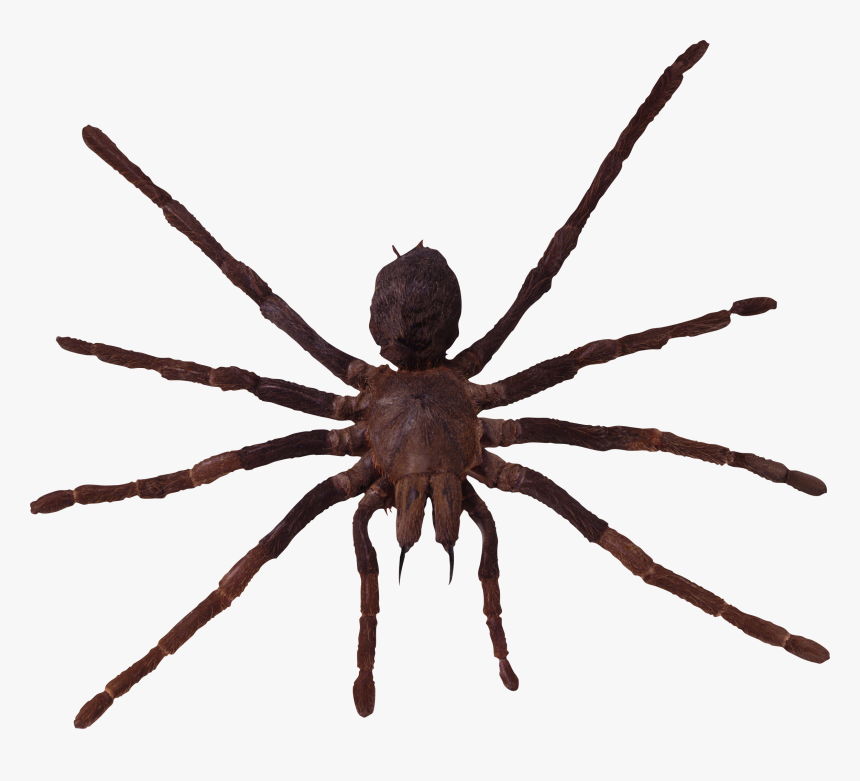 Spider Png Image - Spider Png, Transparent Png
