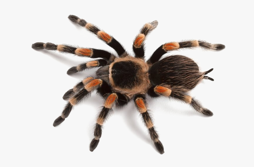 Spider Png Image - Png Images Of Spider, Transparent Png