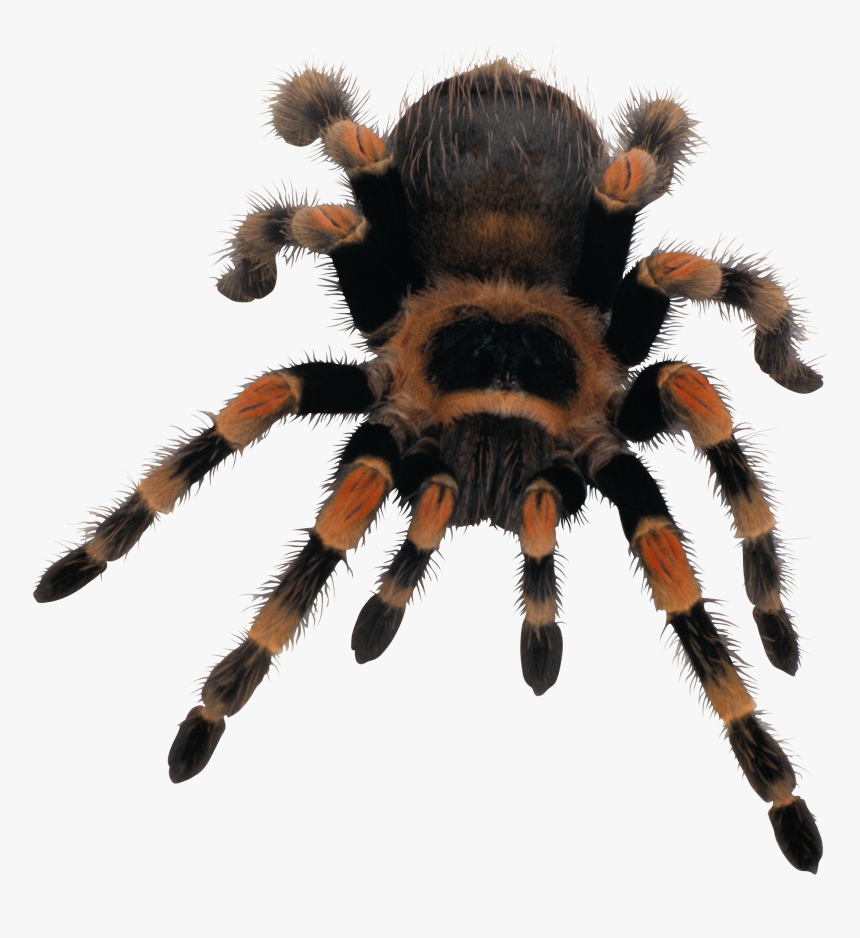 Spider Png Image - Spider Png Transparent, Png Download