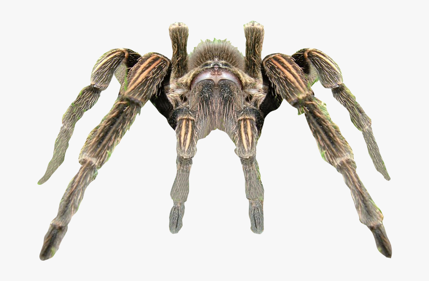 Spider Transparent Background, HD Png Download