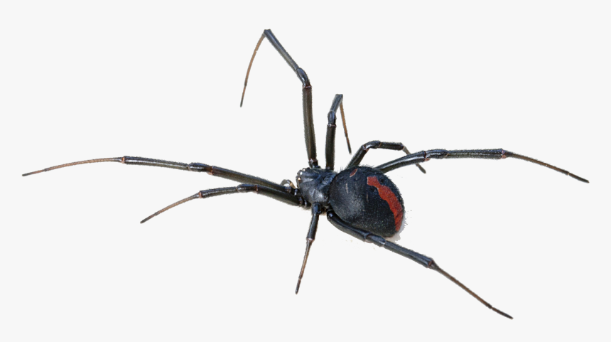 Black Widow Spider Transparent Background - Redback Spider, HD Png Download