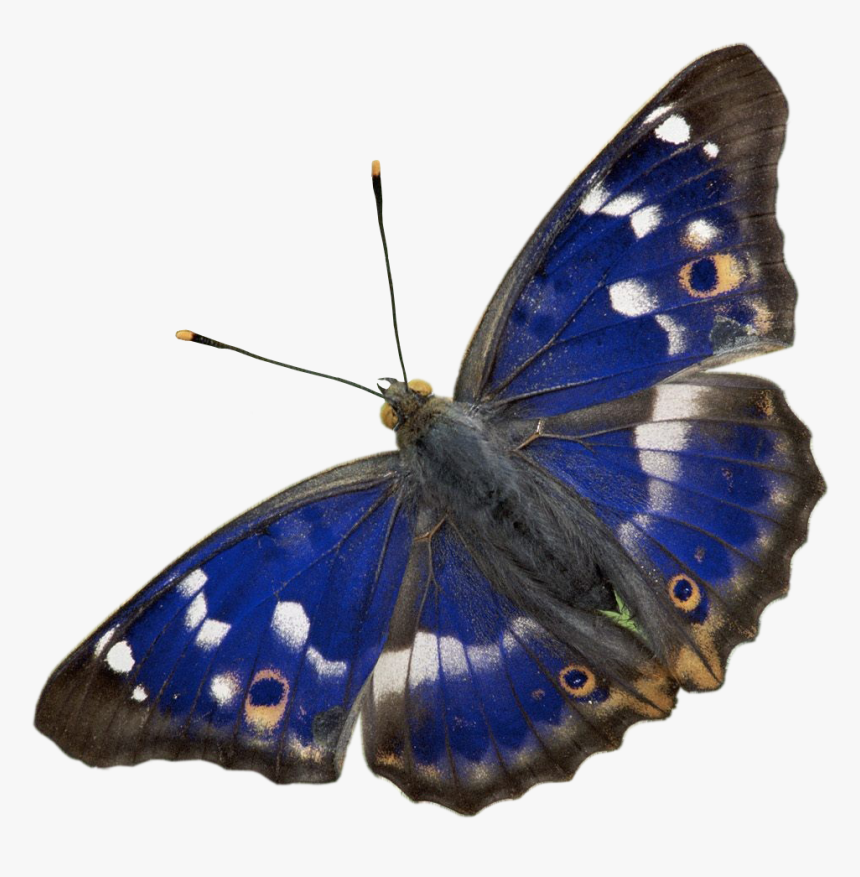 Liked Like Share - Purple Emperor Butterfly Png, Transparent Png