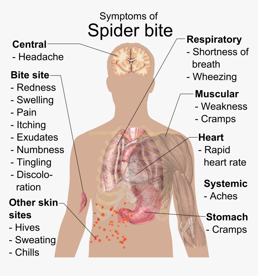 Symptoms Of Spider Bite - Importance Of Ph Value In Daily Life, HD Png Download