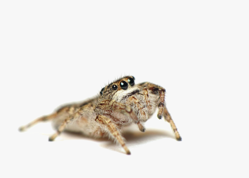 Jumping Spider Png Photo - Spider That Kill Spiders, Transparent Png