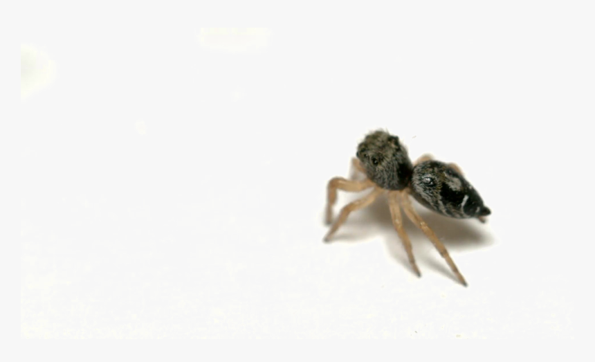 Jumping Spider Png Picture - Ant, Transparent Png